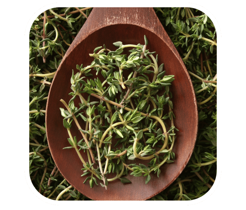 thyme