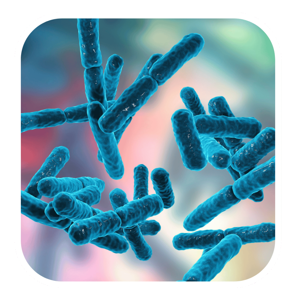 LACTOCOCCUS FERMENT LYSATE, PROBIOTIKA